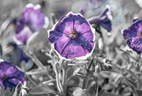 在线DDOS攻击平台