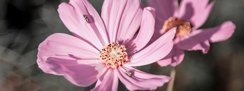 网页攻击器教程