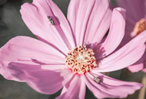 网页在线DDOS压力测试