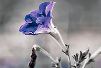 网页攻击器教程